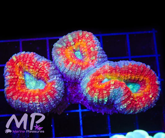 Ultra Rainbow Lobophyllia - (Colony)