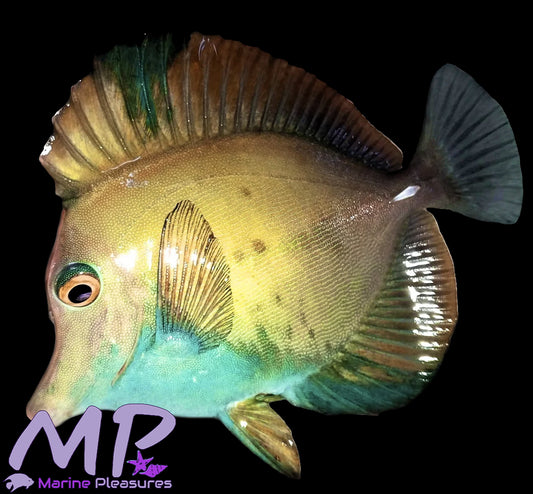 Blue Belly Koi Tang