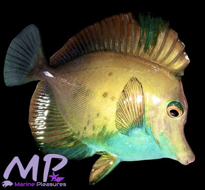 Blue Belly Koi Tang