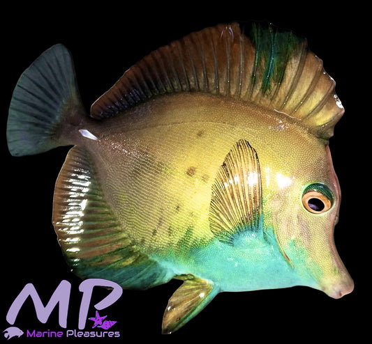 Blue Belly Koi Tang