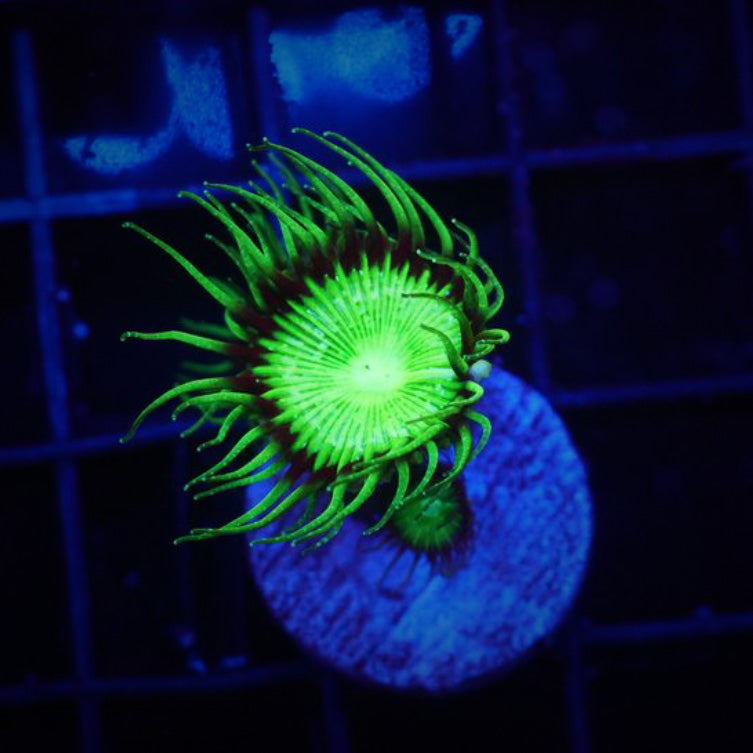 Ultra Neon Paly (2+ Polyps)