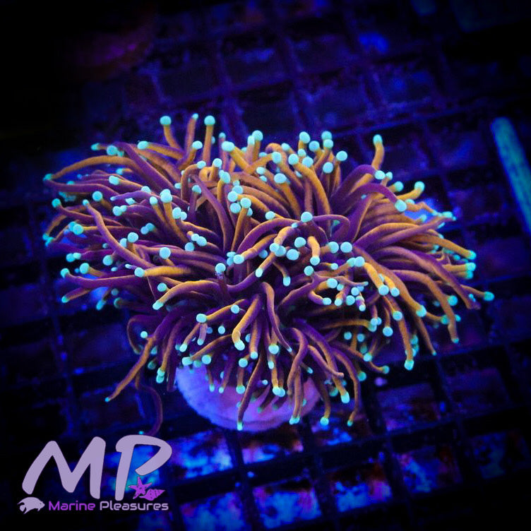 Hellfire Ultra Torch Coral - (Lg Full Triple)