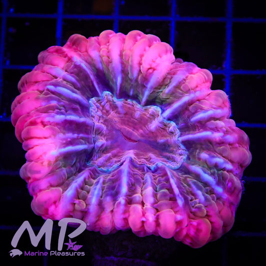 2.5" Pink Passion Ultra Cynarina