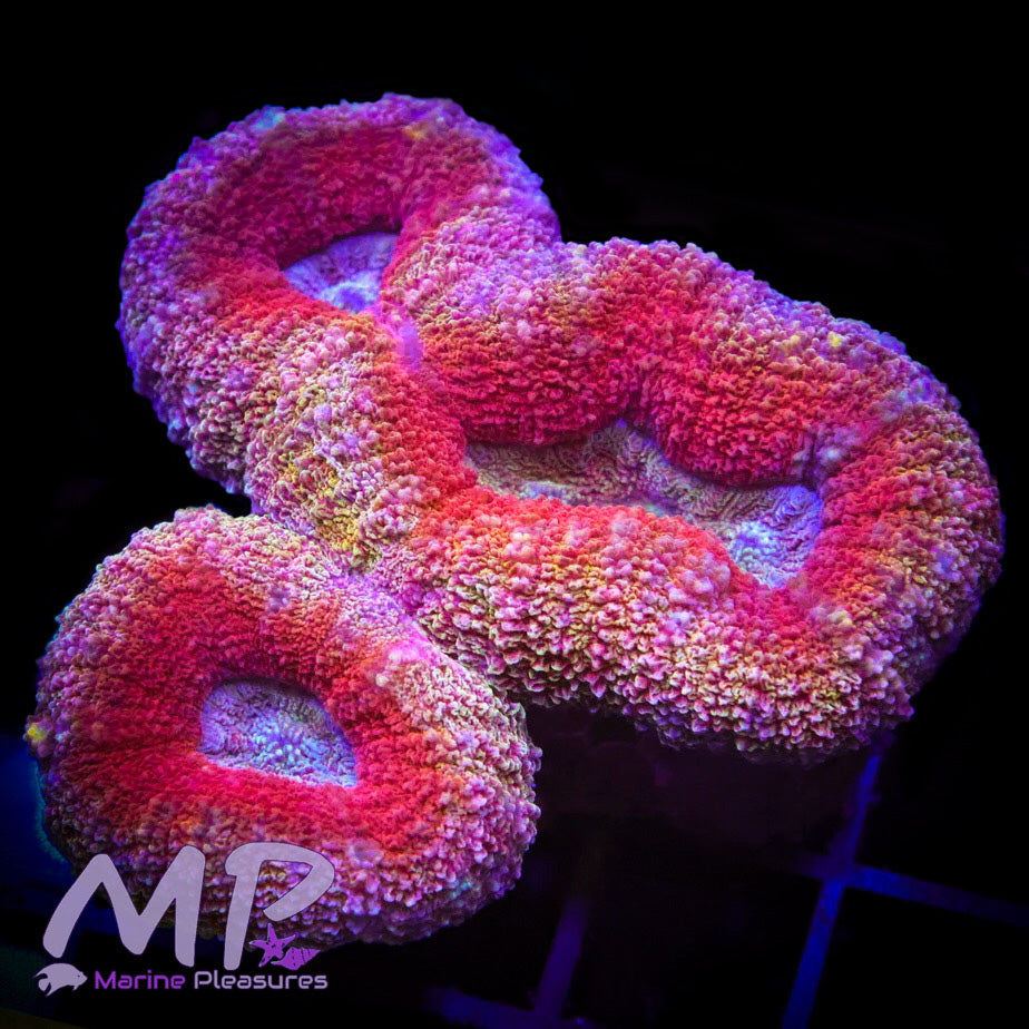 Pink Princess Rainbow Lobophyllia Coral