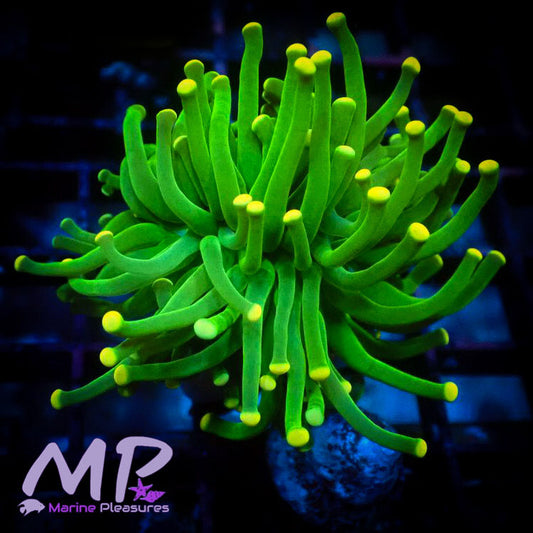 Yellow Mellow Torch