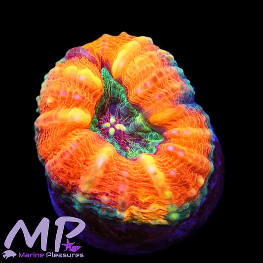 1.5" Multicolored Ultra Orange Symphyllia Coral