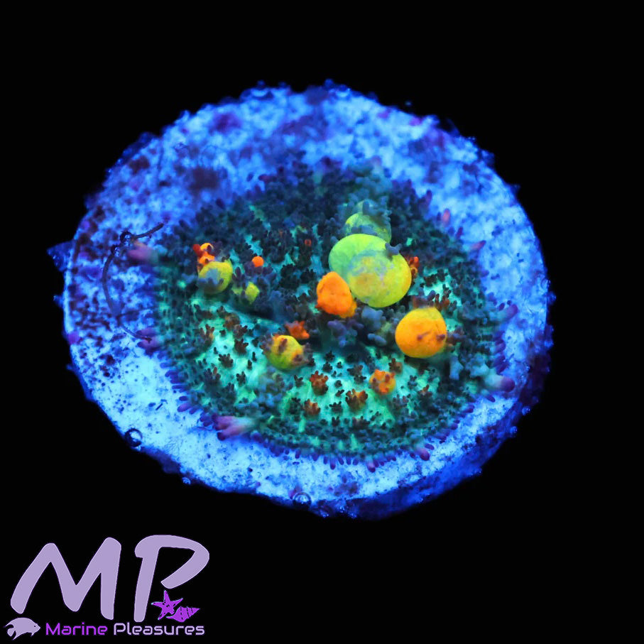 Og Bounce Mushroom Coral - (Natural Born)