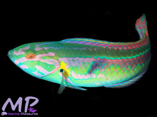 Goldstripe Wrasse (Male Terminal Phase)