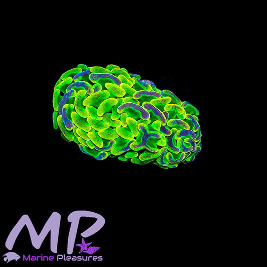 Lg Aussie HG Ultra Splatter Branching Hammer Coral