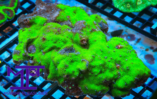 10" Christmas Tree Coral