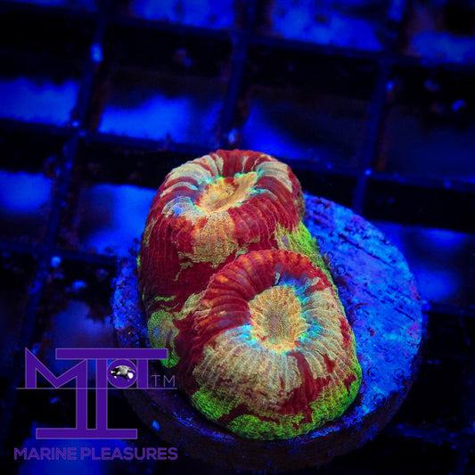 Rainbow Tropicana Favia Coral