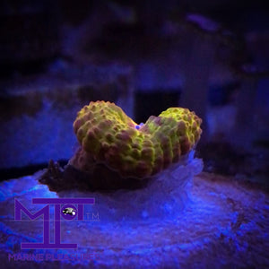 OG Solar Flare Acanthastrea Coral - (True Yellow Acan)
