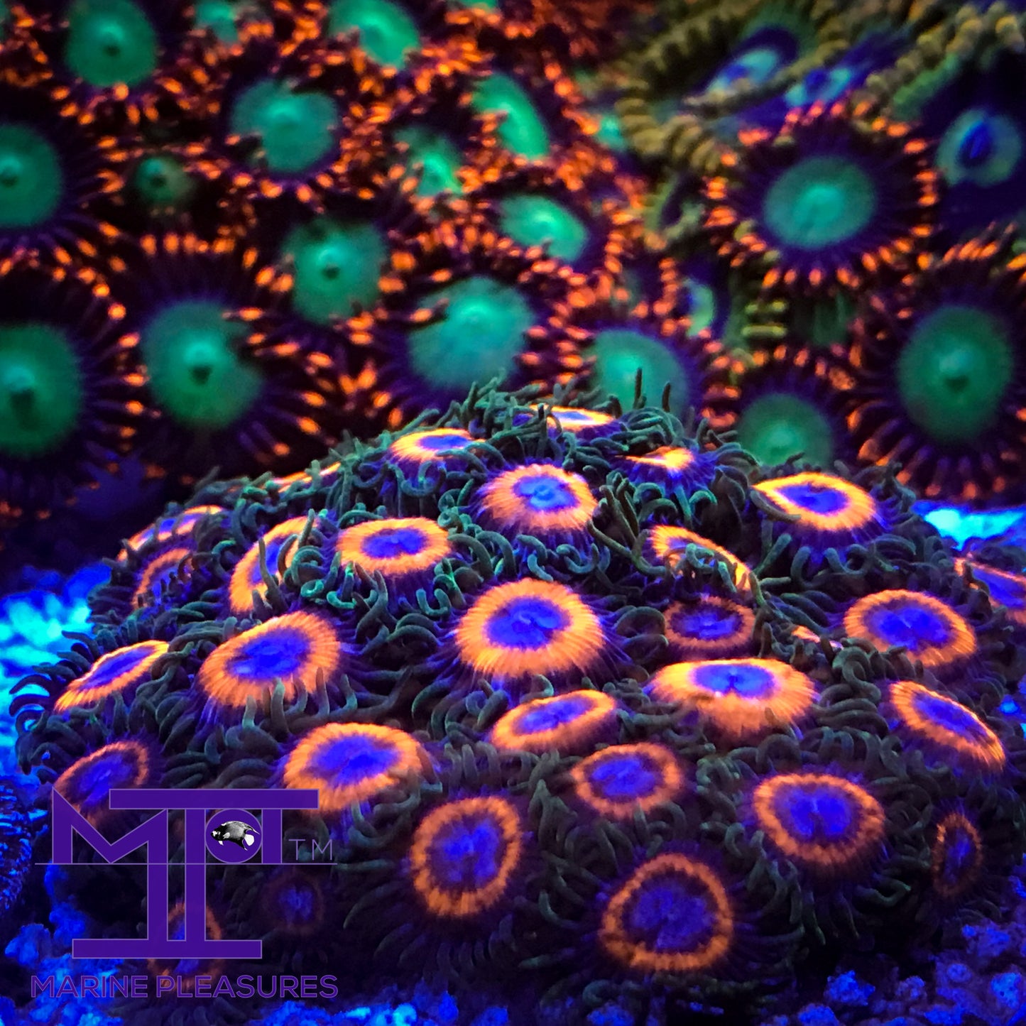 JF Fairy Tale Zoanthids (2-3 Polyps)