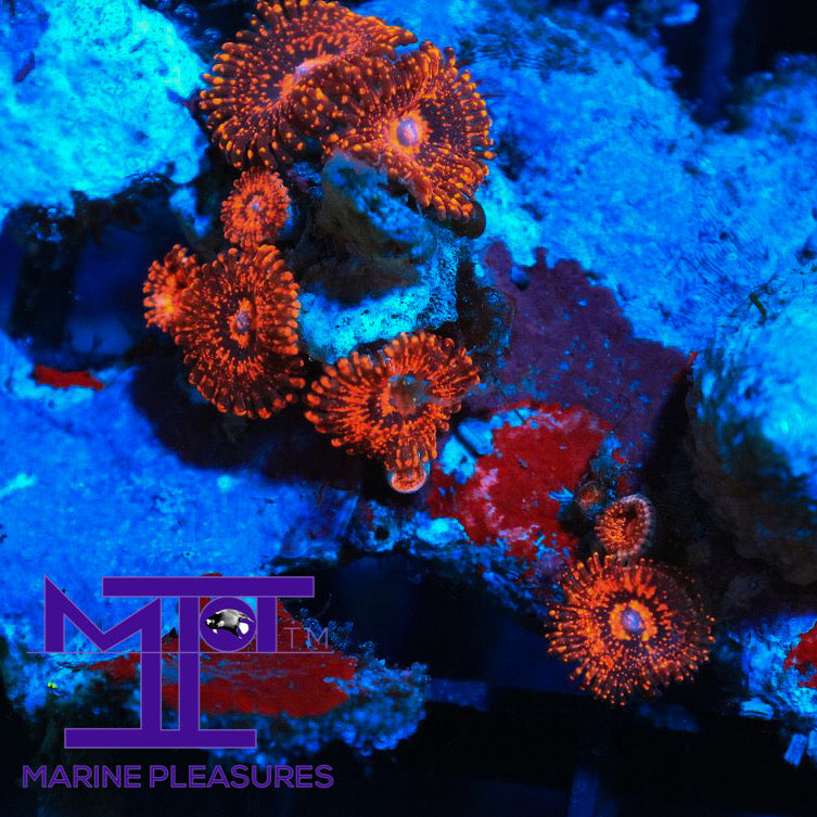 Stellar Darth Maul Zoanthids - (1Polyp)