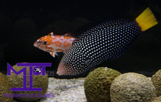 2.5" Yellow Tail Tamarin Wrasse - (Female)