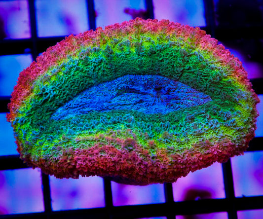 Rainbow Pastel Lobophyllia Coral