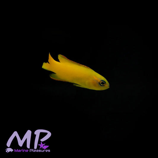 1.5" Aussie Yellow Assessor Basslet