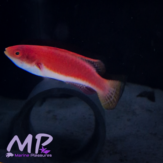 2" Blue Throat Fairy Wrasse - (Male)