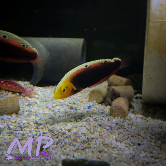 2" Radiant Wrasse