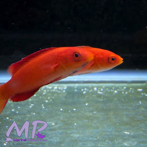 Ruby Finned Fairy Wrasse - (Juvenile Pair)