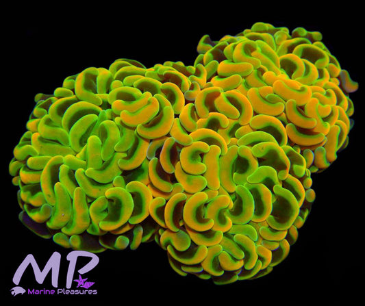 Aussie Grail Hammer - (Cut to Order)