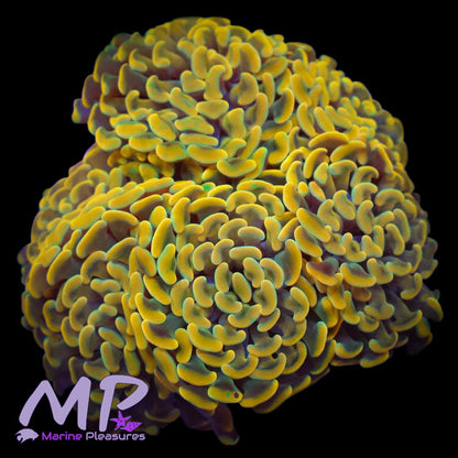 Aussie Ultra Orange Gold Stem Hammer Coral - (Cut to Order)