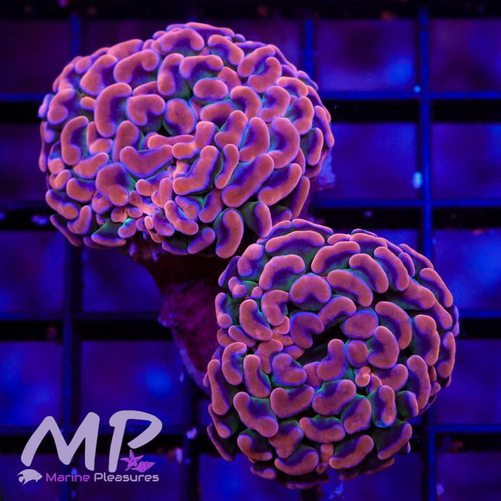 Aussie Pink Ultra Bicolor Stem Hammer Coral - (Branching)