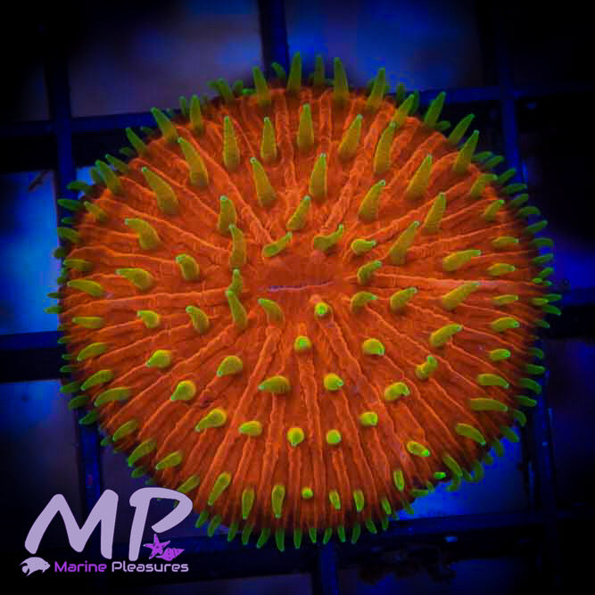 1.5" Orange Sunrise Fungia Plate Coral