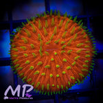 Load image into Gallery viewer, 1.5&quot; Orange Sunrise Fungia Plate Coral
