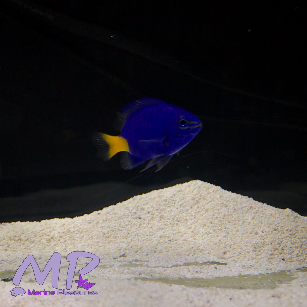 Yellowtail Blue Damselfish