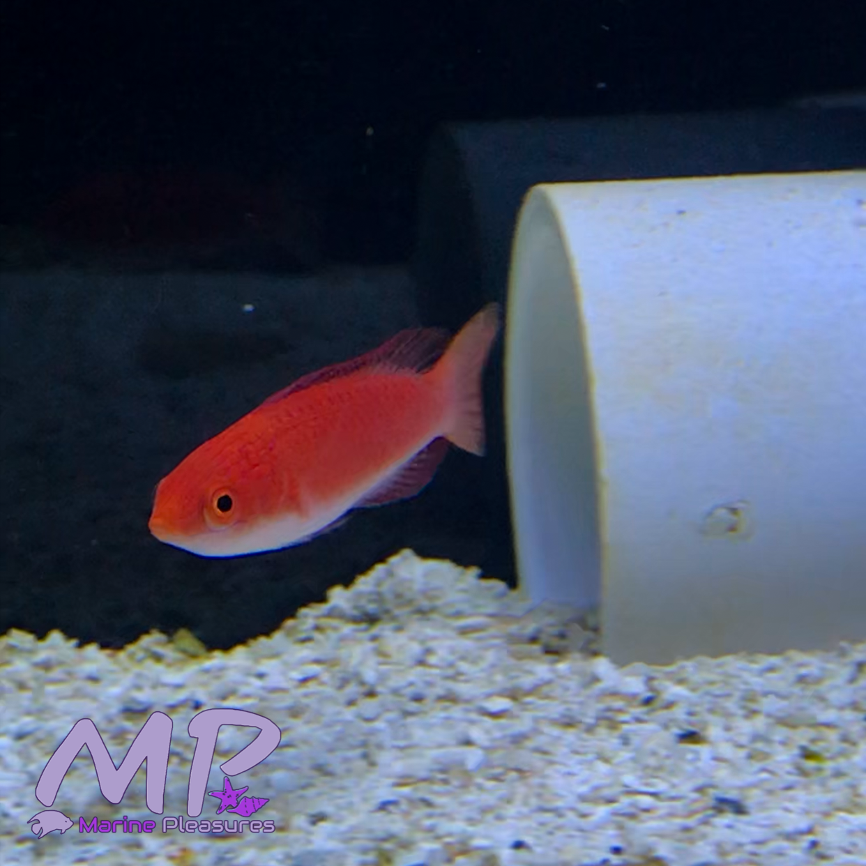 Ruby Finned Fairy Wrasse - (Female)