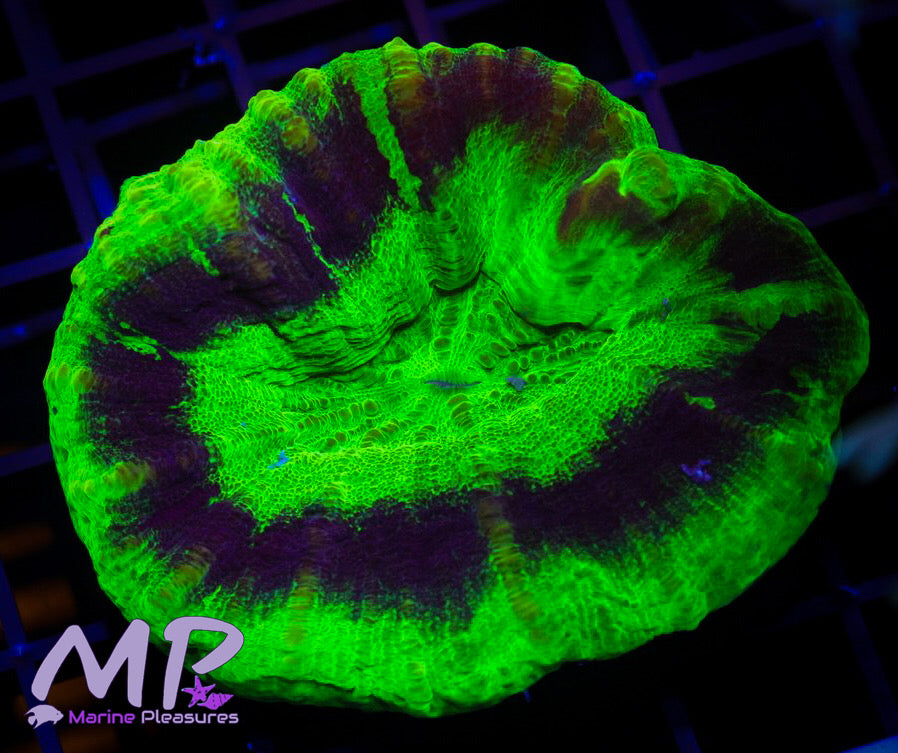 Aussie UFO Scolymia Coral