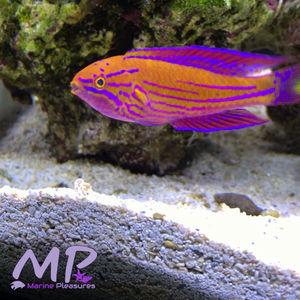 3" Royal Flasher Wrasse (Male)