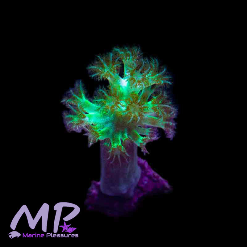 2" Japanese Neon Kenya Tree Coral - (Small Frag)