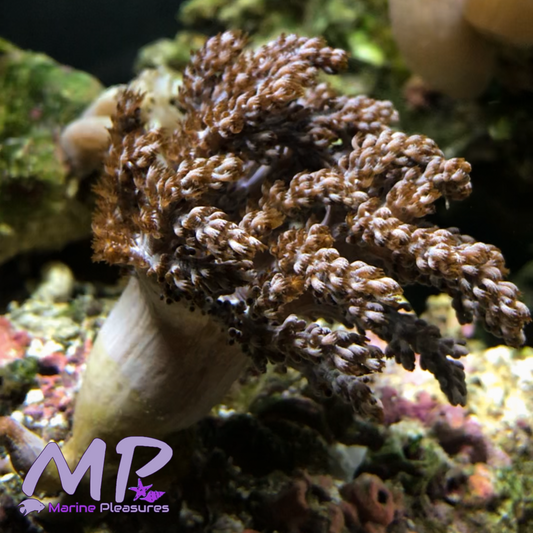 Kenya Tree Coral - (Lg Branch)