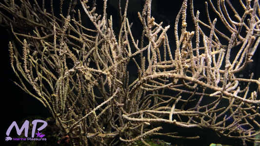 Golden Julian's Gorgonian Sea Fan - (XL Colony)