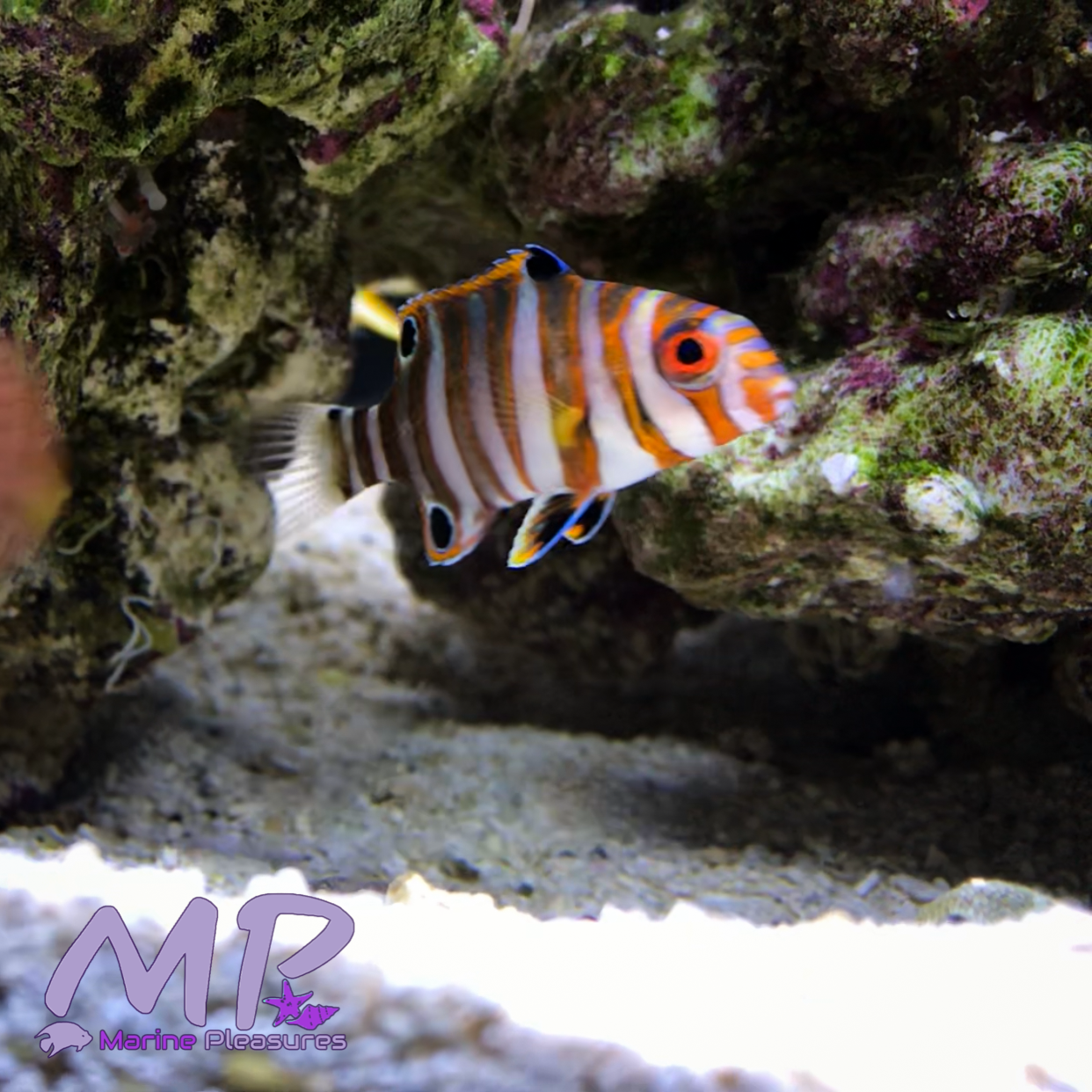 Australian Harlequin Tusk - (Tiny)