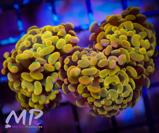 Ultra Orange Hammer Coral -