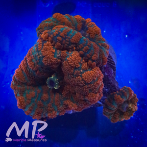 Forest Fire Rhodactis Mushroom Coral