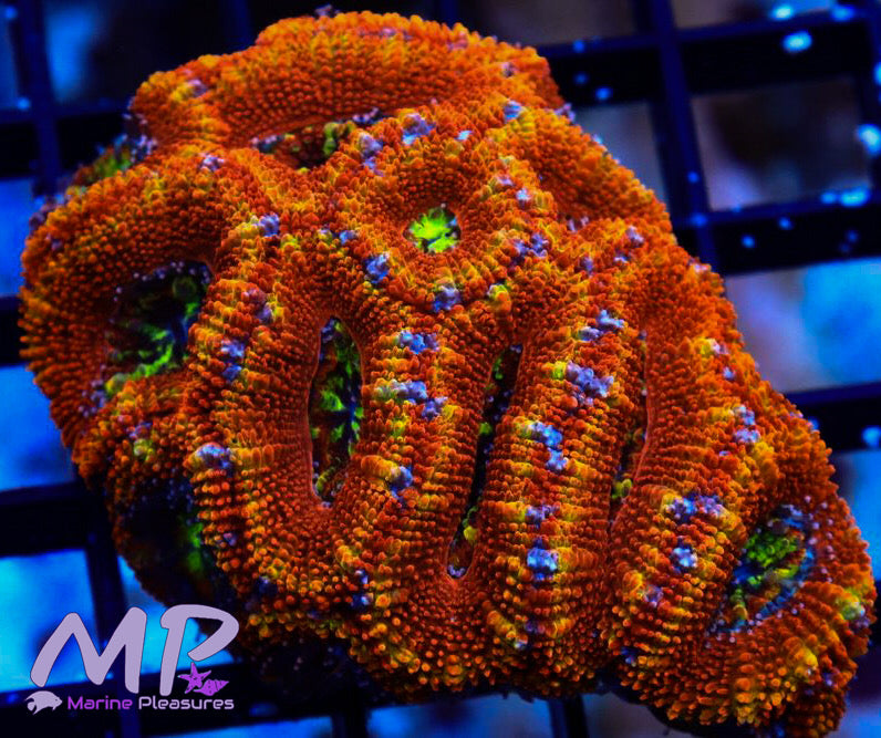 Ultra Orange Ring Acanthastrea Coral - (Colony)