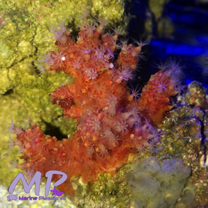 Chili Coral - (Lg Colony)