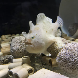 White Ghost Angler Fish