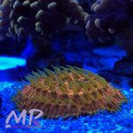Load image into Gallery viewer, 1.5&quot; Orange Sunrise Fungia Plate Coral
