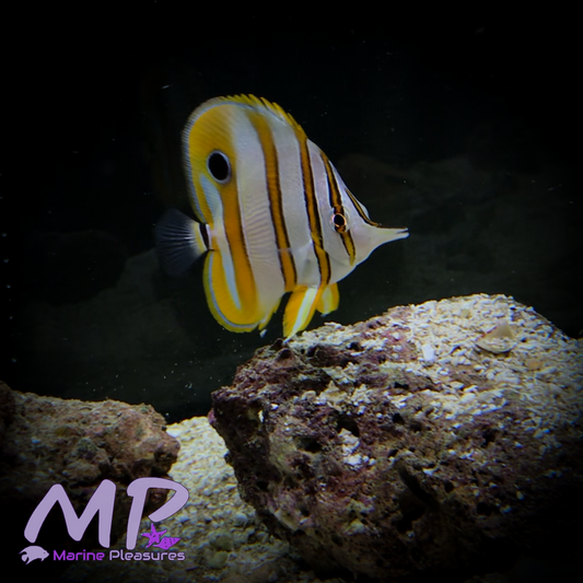 2.5" Copperband Butterflyfish