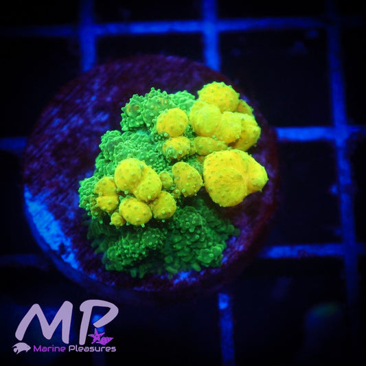 1" Og Citrus Bomb Bounce Mushroom -