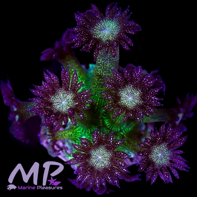 Aussie Og Glitter Bomb Goniopora Coral