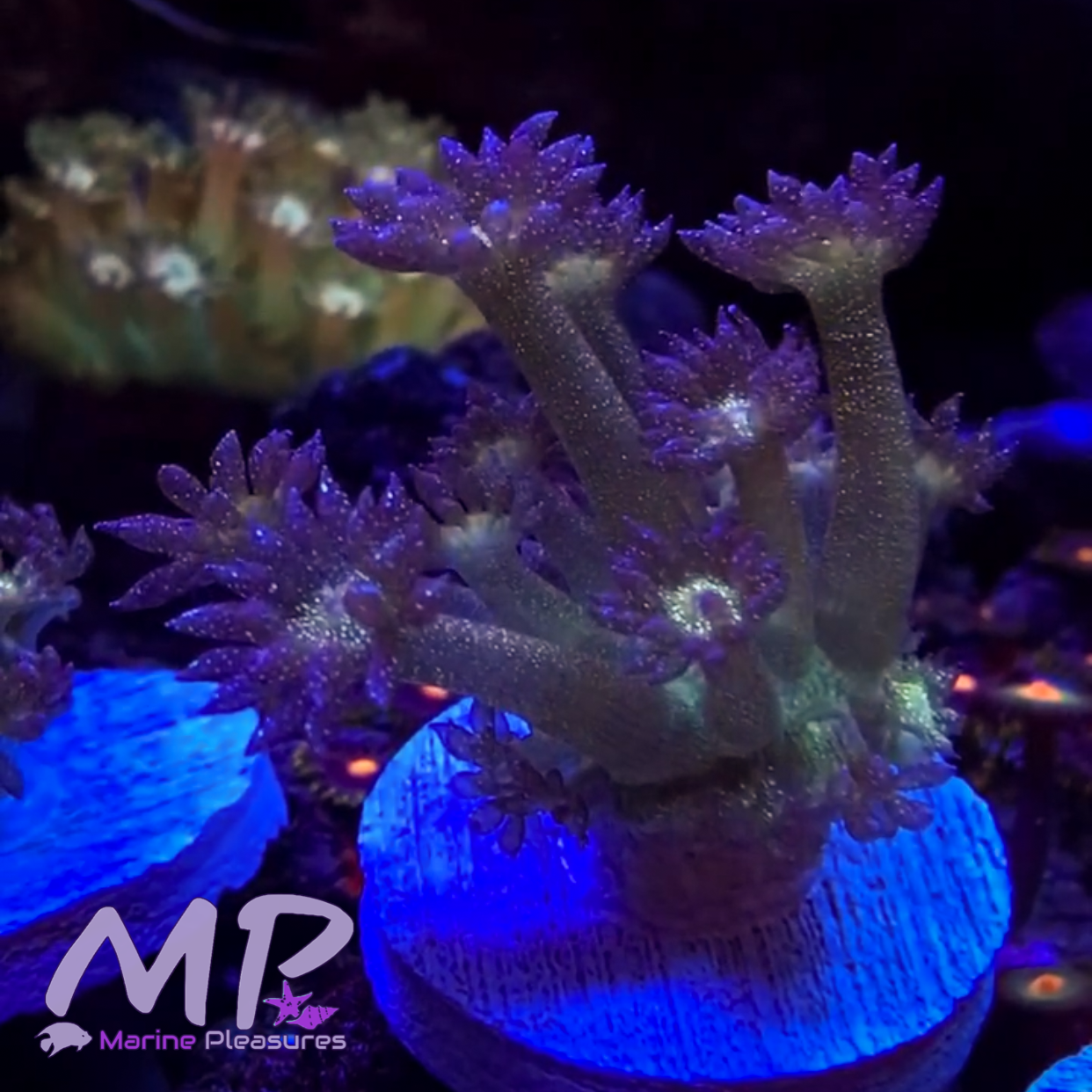 Og Glitter Bomb Goniopora Coral