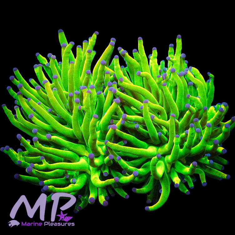 Indo Holy Grail Torch Coral - (Cut to Order)