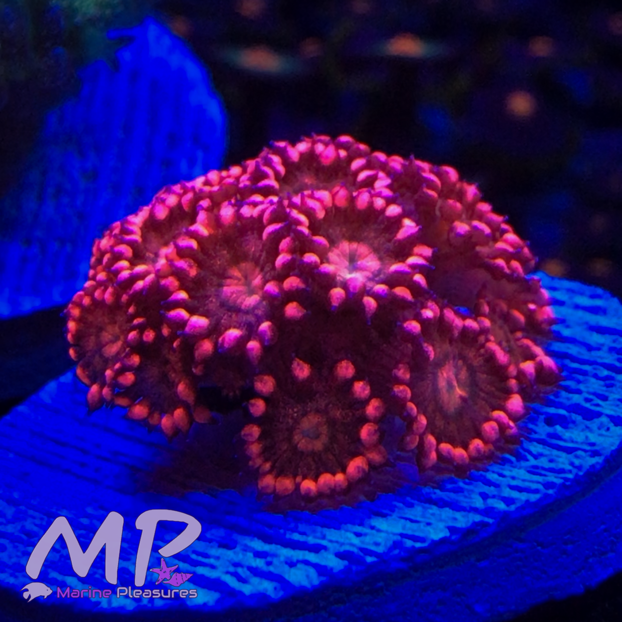 Og Red Glitter Bomb Goniopora Coral