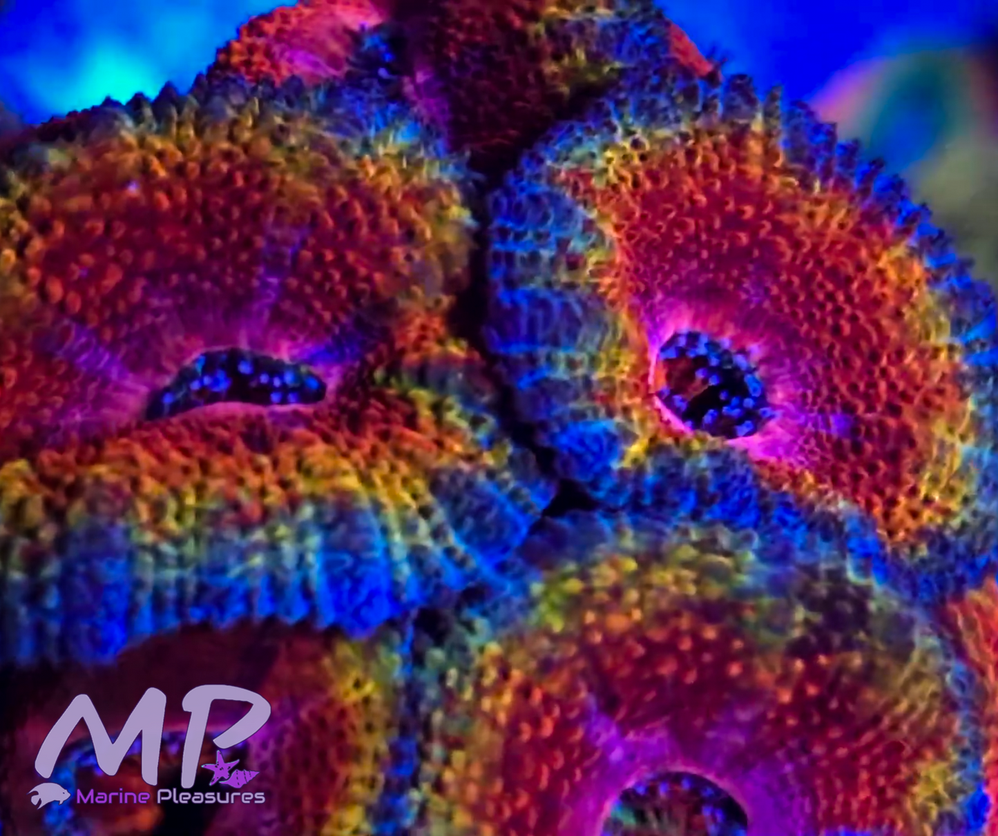 Master Ultra Rainbow Acanthastrea Coral - (Cut to Order)